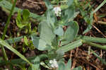 Salt heliotrope